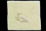 Cretaceous Fossil Shrimp - Lebanon #123886-1